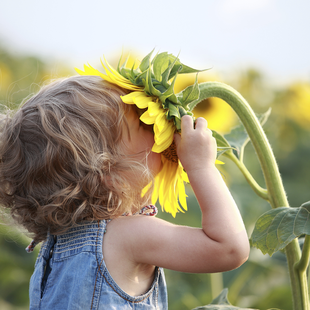 child smelling a sunflower