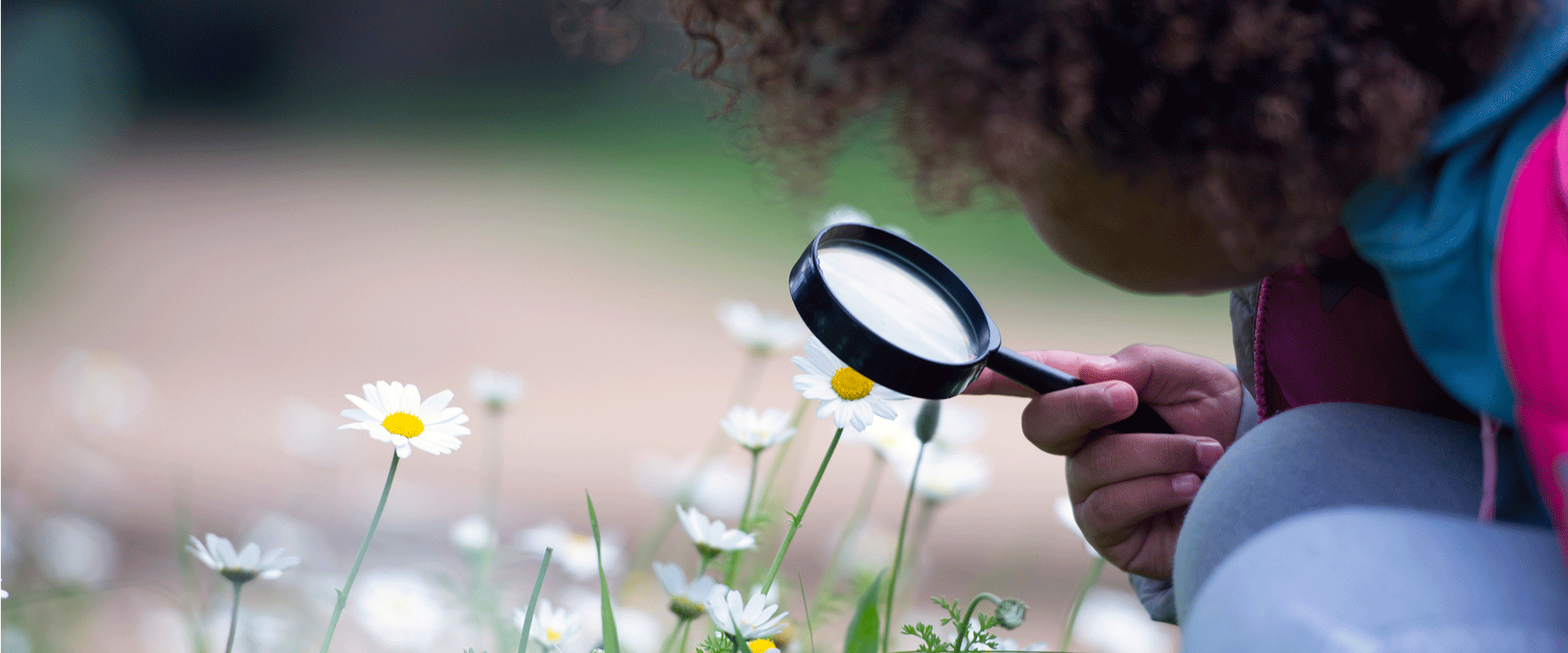 Tiny Creatures: Finding bugs and insects