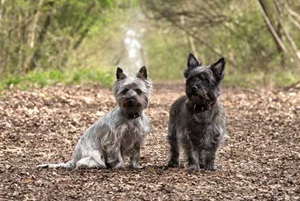 Two Terriers in the woods