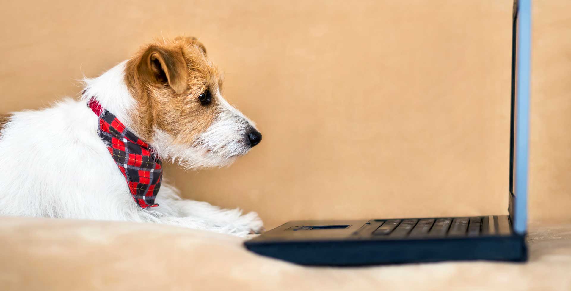 Small dog looking at a laptop