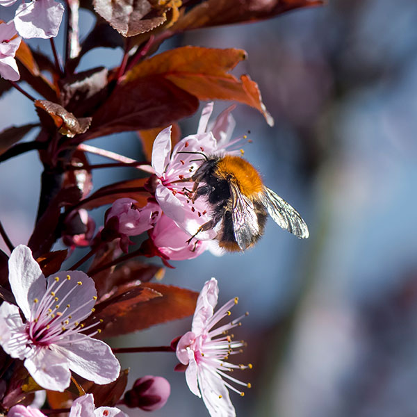 Bright Horizons nurseries buzzing over pioneering bumblebee-friendly initiative for pre-schoolers