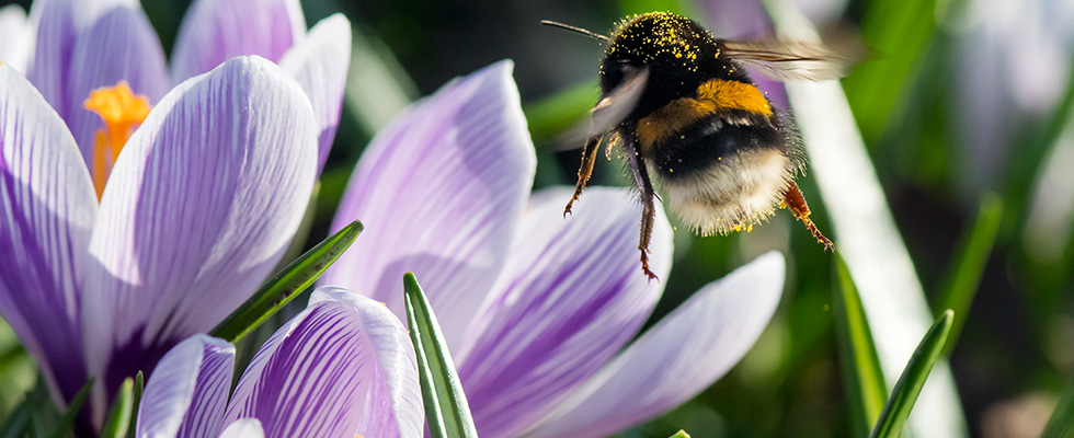 Bright Horizons nurseries buzzing over pioneering bumblebee-friendly initiative for pre-schoolers
