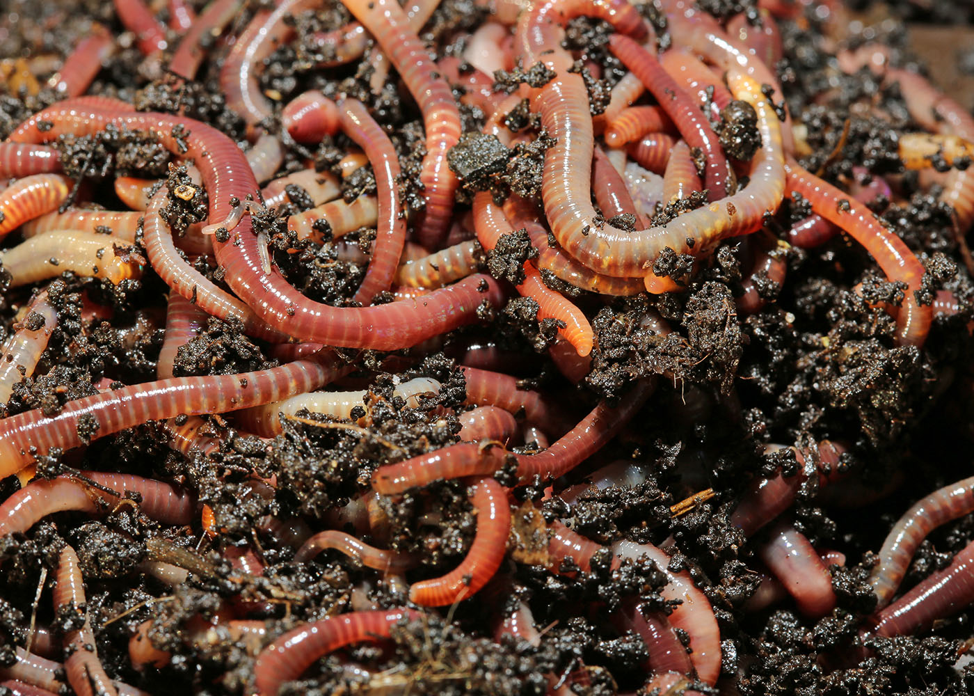 Making A Wormery - Growing Scientists