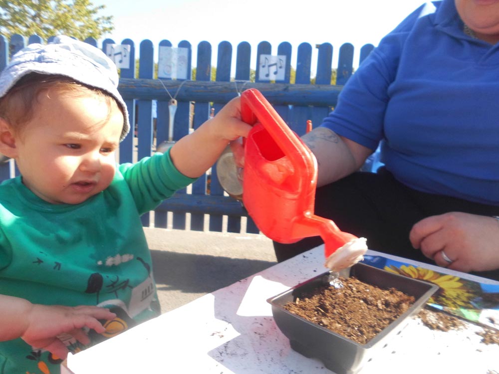 A baby waters their sown sunflower seeds