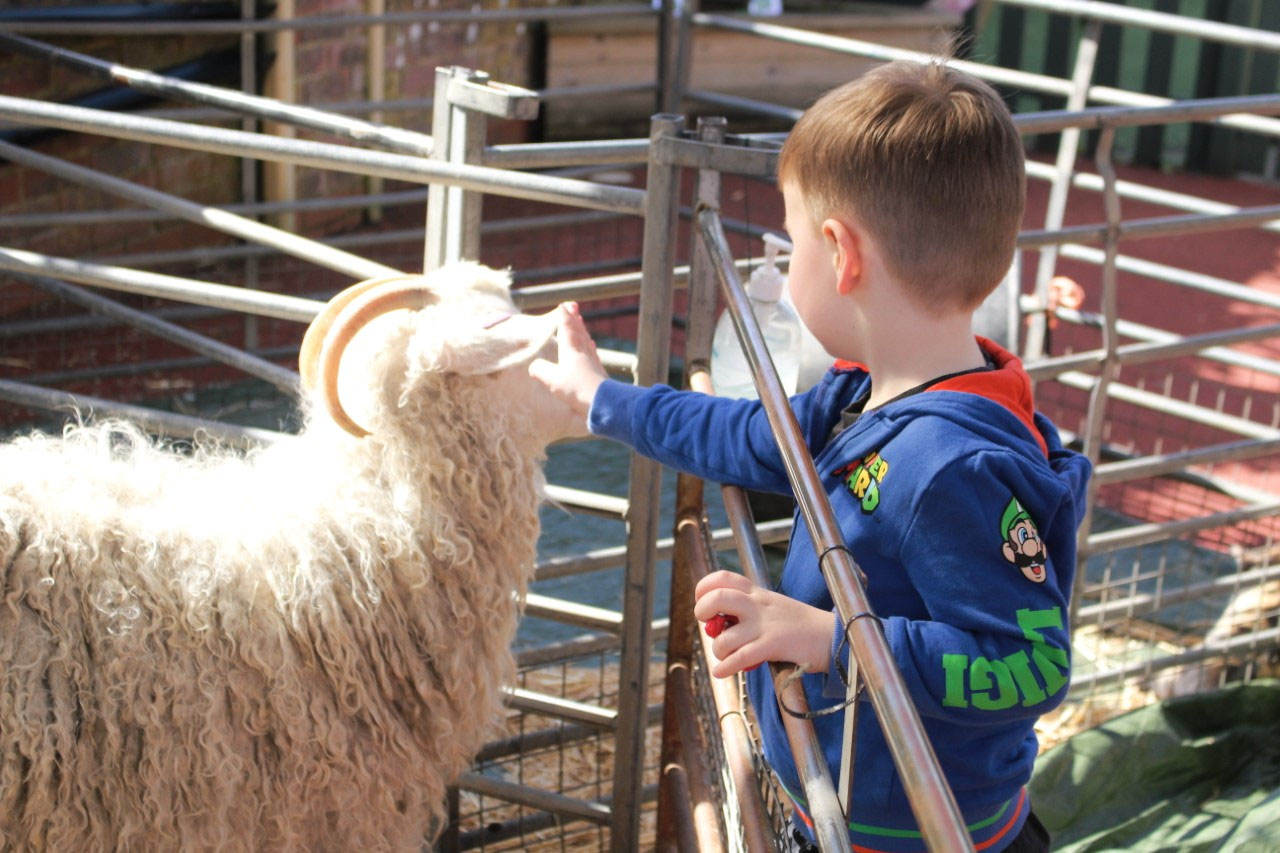 Frimley Green Day Nursery and Preschool Child and Sheep