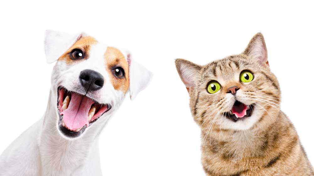 A happy dog and a happy cat side by side