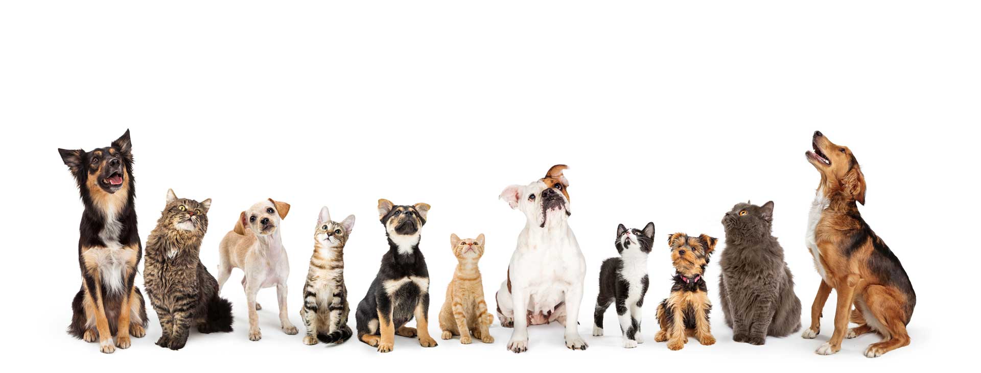 A line-up of various dogs and cats