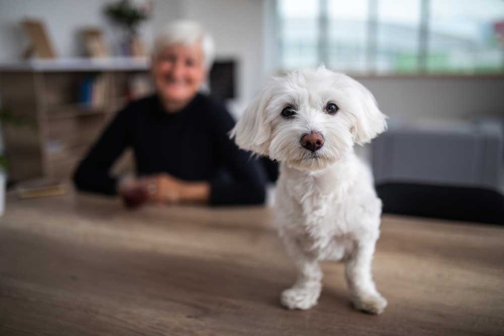 A Westie with an older lady in the background