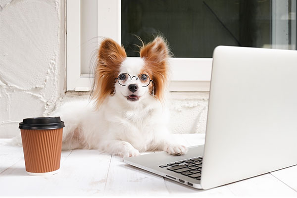 Unleashing Joy: The Mental and Physical Perks of Owning a Pet